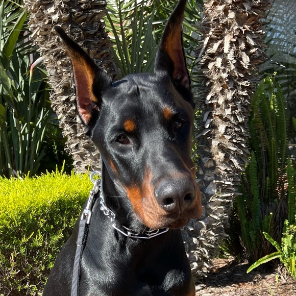 Meet your Posher, Geneva - Picture 1 of 1